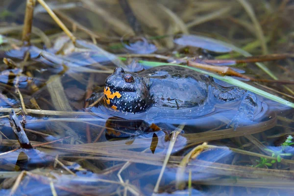 Close Frog Water — Stock Photo, Image
