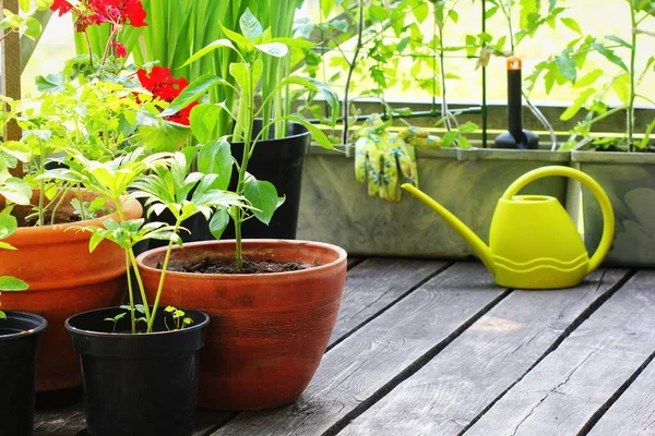 Container Groenten Tuinieren Moestuin Een Terras Bloem Tomatenteelt Container — Stockfoto