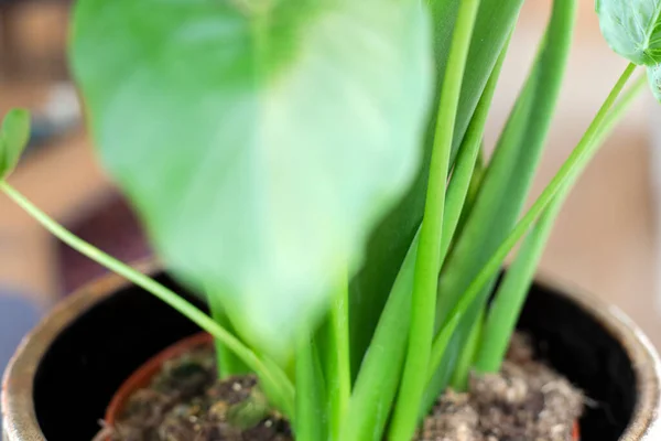 Makro Zbliżenie Roślin Zielonego Domu Zielone Liście Świetle Słonecznym Nowoczesne — Zdjęcie stockowe