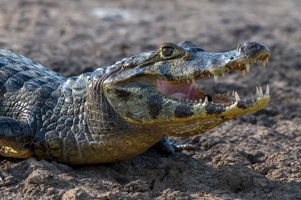Caimano Oculato Caiman Crocodilus Yacare Ritratto Animale Con Mosche Sanguisughe — Foto Stock