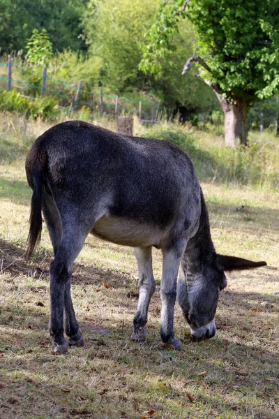 Eine Junge Schwarz Weiße Ziege Wald — Stockfoto