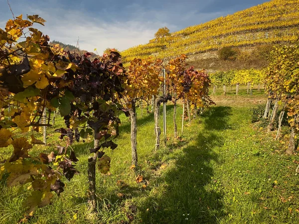 Vineyard Chianti Region Spain — Stock Photo, Image