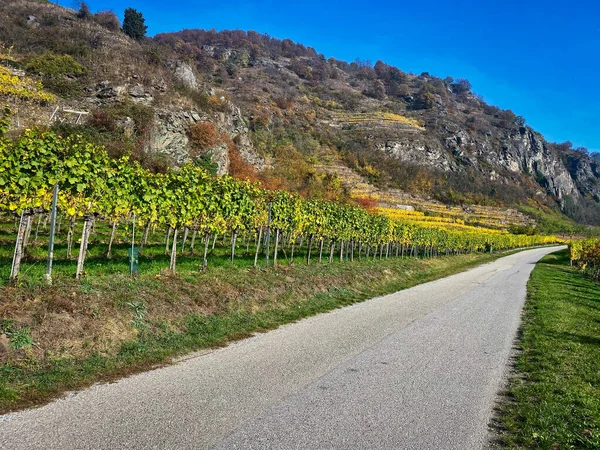 Vineyard Mountains — Stock Photo, Image