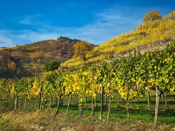 Vineyard Chianti Region Italy — Stock Photo, Image