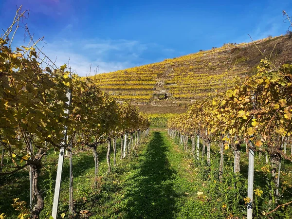 Vignoble Automne — Photo