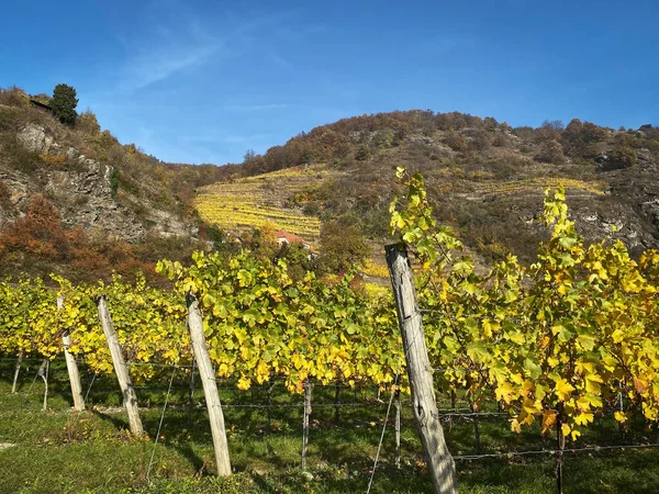 Weinberg Der Herbstsaison — Stockfoto