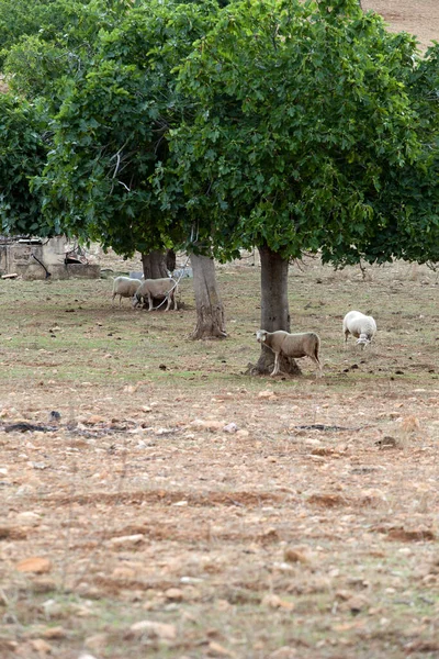 Flock Vilda Djur Skogen — Stockfoto