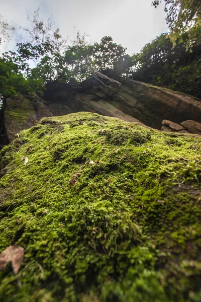 Floresta Verde Pela Manhã — Fotografia de Stock