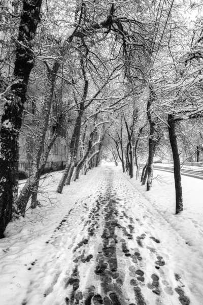 Árvores Cobertas Neve Parque — Fotografia de Stock