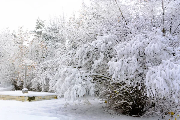 Paysage Hivernal Avec Arbres Enneigés — Photo