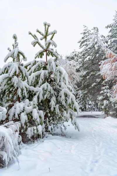 森の雪に覆われた木 — ストック写真
