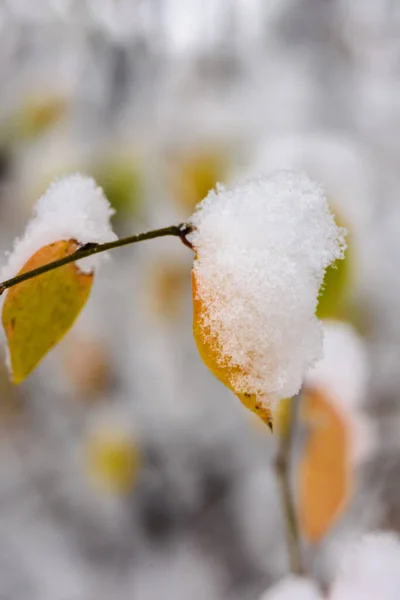 Gyönyörű Őszi Levelek Hóban — Stock Fotó