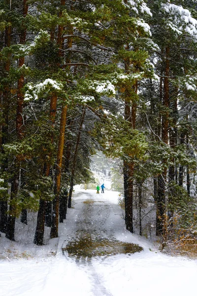 Bosque Invierno Las Montañas —  Fotos de Stock