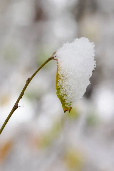 Schöne Botanische Aufnahme Natürliche Tapete — Stockfoto