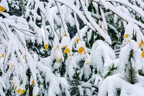 Schnee Bedeckte Bäume Wald — Stockfoto