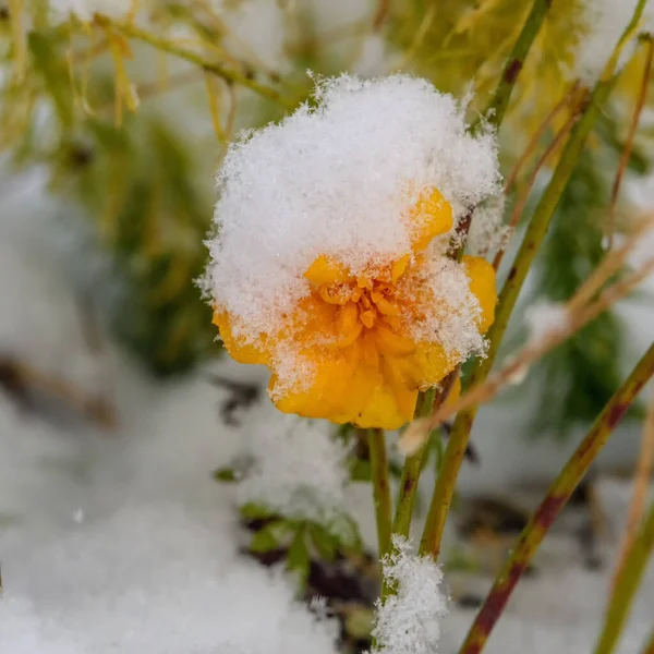 Mooie Bloemen Het Bos — Stockfoto