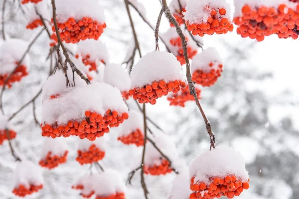 Bayas Rojas Nieve —  Fotos de Stock