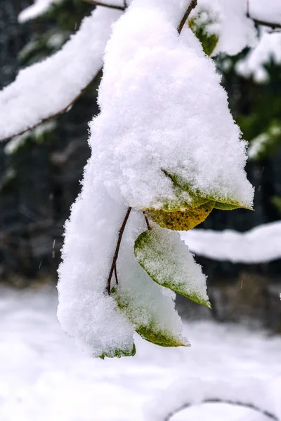 Grama Coberta Neve Parque — Fotografia de Stock