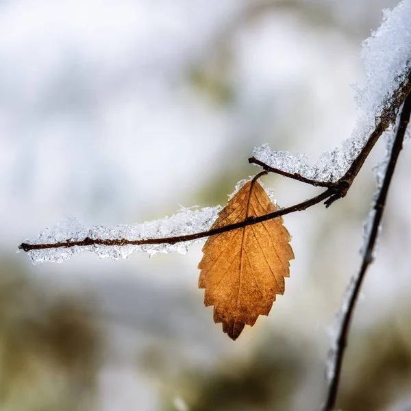 Eingefrorener Ast Eines Baumes Wald — Stockfoto