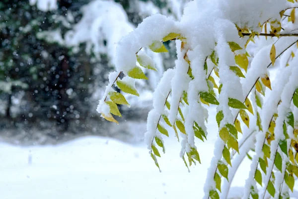 Rami Ricoperti Neve Alberi Nella Foresta — Foto Stock