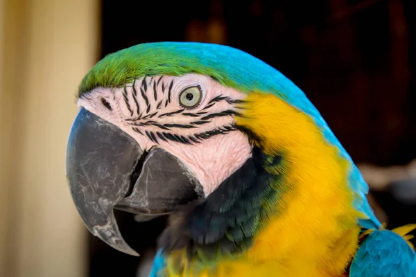 Szczegóły Portret Widok Macaw Papagai — Zdjęcie stockowe