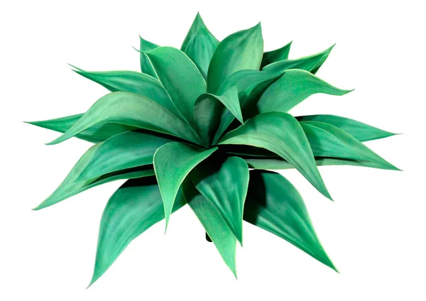 Representación Una Planta Agave Verde Aislada Sobre Fondo Blanco — Foto de Stock