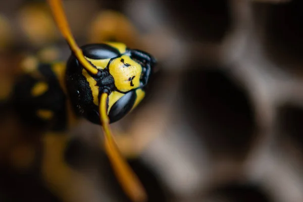 Gros Plan Scarabée Jaune — Photo