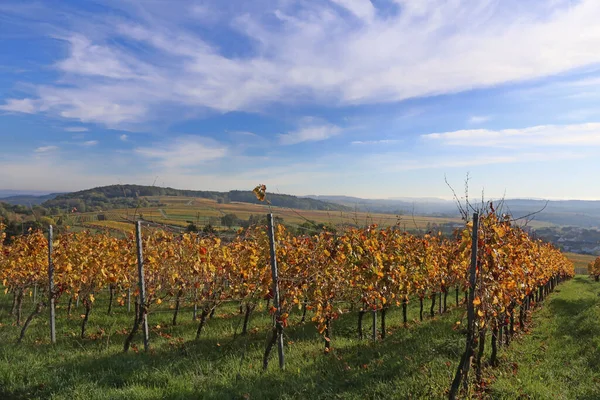 Vineyard Chianti Region Italy — Stock Photo, Image