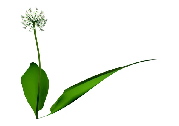 Illustration Einer Bärlauchpflanze Oder Allium Ursinum Isoliert Auf Weißem Hintergrund — Stockfoto