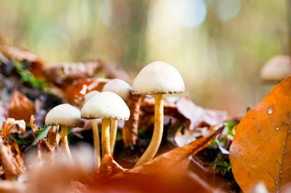 Grupo Hongos Otoño Cabeza Azufre — Foto de Stock