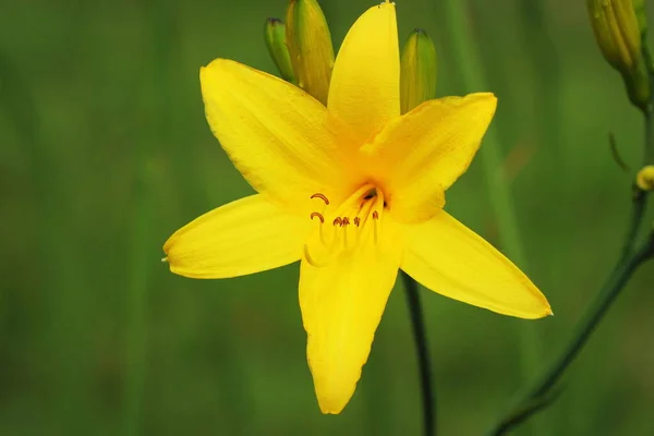 Zweig Der Blüte Hemerocallis Lilioasphodelus Auch Zitronenlilie Gelbe Taglilie Hemerocallis — Stockfoto