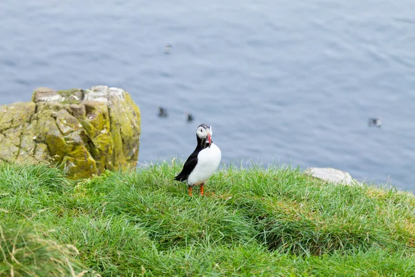 Atlantic puffin from Borgarfjordur fjord, east Iceland. Iceland wildlife. Common puffin. Fratercula arctica