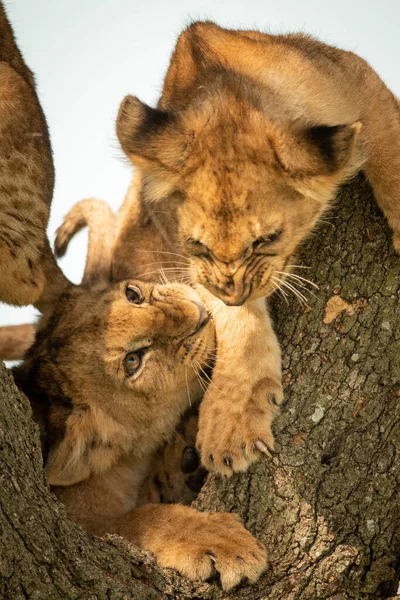 Close Lion Cubs Growling Tree — Stok Foto