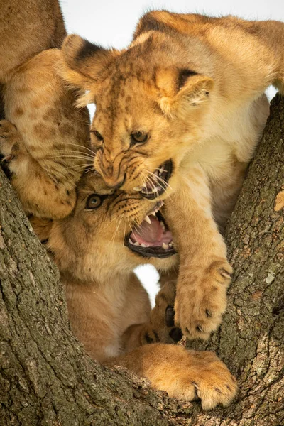 Close Filhotes Leão Roncando Árvore — Fotografia de Stock
