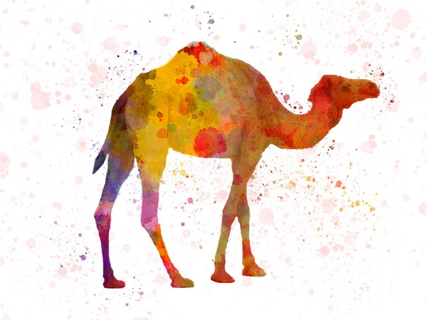 Акварельная Иллюстрация Верблюда Брызгами Воды — стоковое фото