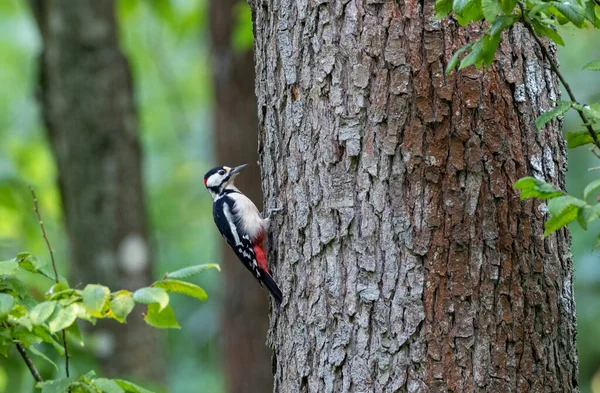 Buntspecht Dendrocopos Major Männlich Auf Ast Bialowieza Wald Polen Europa — Stockfoto