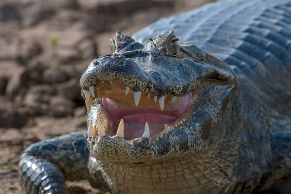 Gafas Caiman Caiman Crocodilus Yacare Retrato Frontal Pantanal Mato Grosso — Foto de Stock