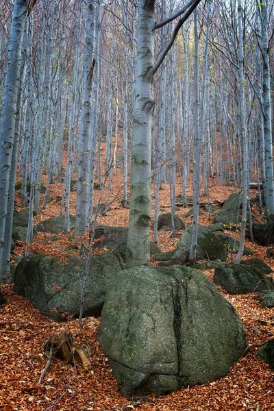 吉兹拉山 Jizera Mountain 的溪流和黑色 斯托皮奇瀑布的秋季长期暴露 水落在森林深处的峡谷里 布满了花岗岩石和覆盖着青苔的岩石 Liberec Region Czech — 图库照片