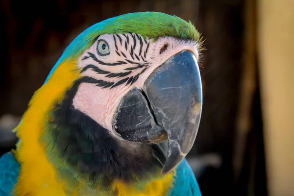 Ayrıntılar Portre Papağan Manzarası Papagai — Stok fotoğraf