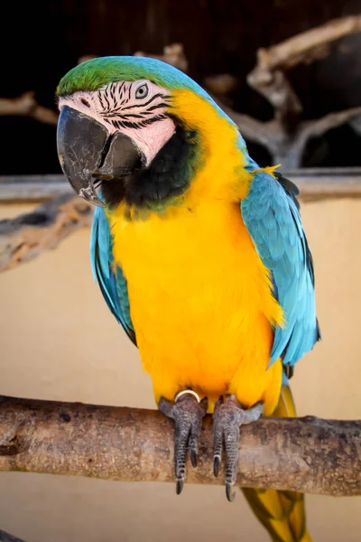 Detalhes Retrato Vista Uma Arara Papagai — Fotografia de Stock