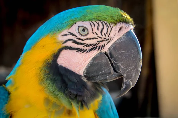 Ayrıntılar Portre Papağan Manzarası Papagai — Stok fotoğraf