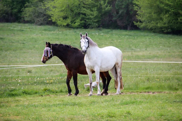 Kůň Koně Pasoucí Ohradě — Stock fotografie