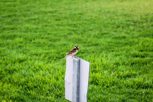 Pardal Senta Escudo — Fotografia de Stock