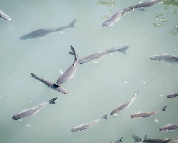 Beaucoup Poissons Dans Eau Bassin Portuaire — Photo