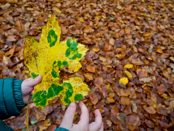 Lindas Folhas Verdes Amarelas Nas Mãos Uma Criança Temporada Outono — Fotografia de Stock