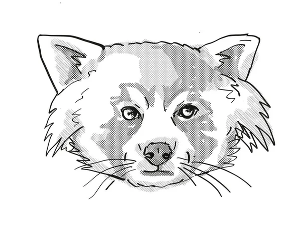 Retro Cartoon Style Drawing Head Red Panda Cat Sized Species — Stock Photo, Image