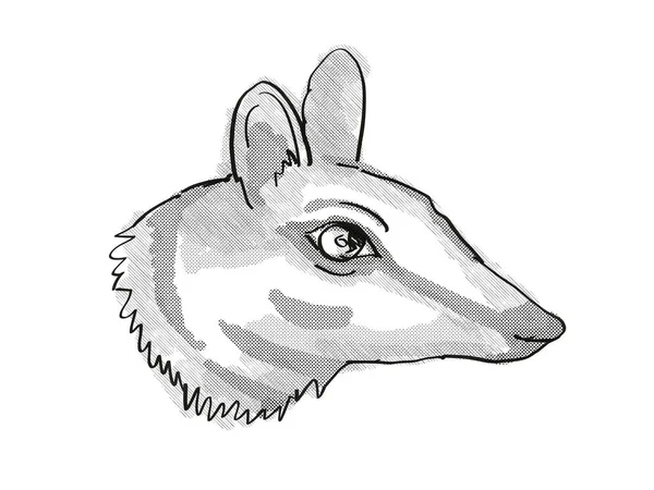 Retro Cartoon Stijl Tekening Van Het Hoofd Van Een Numbat — Stockfoto