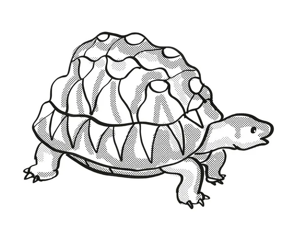 Retro Cartoon Mono Lijn Stijl Tekening Van Een Stralende Schildpad — Stockfoto