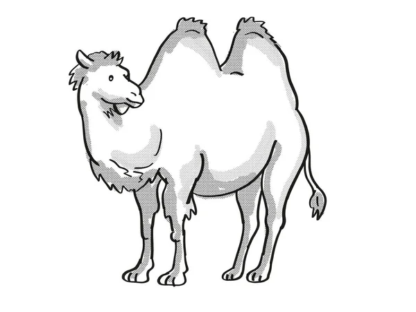 Desenho Desenho Retrô Estilo Linha Mono Camelo Bactriano Camelus Bactrianus — Fotografia de Stock