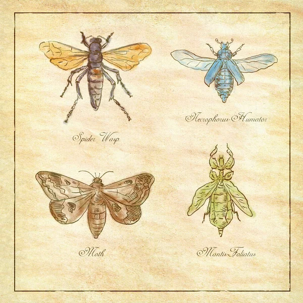 Illustration Dessin Vintage Une Collection Insectes Comme Guêpe Araignée Teigne — Photo